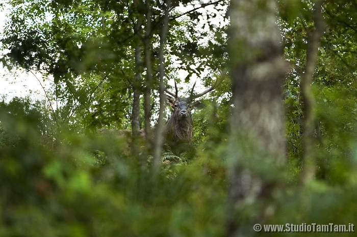 Cervo nel bosco.jpg